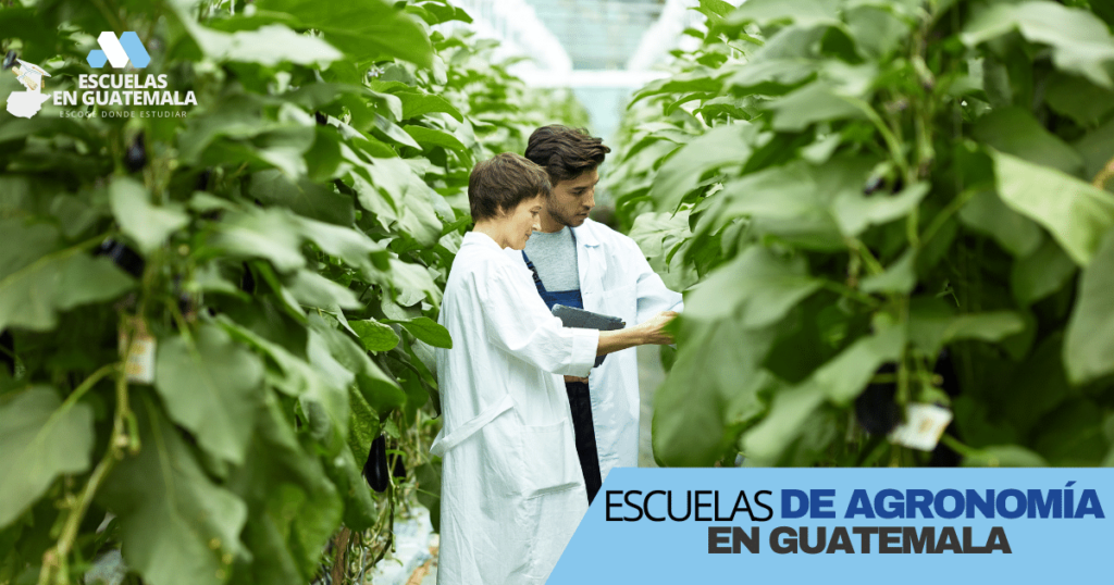 Mejores Universidades Para Estudiar Agricultura En Guatemala